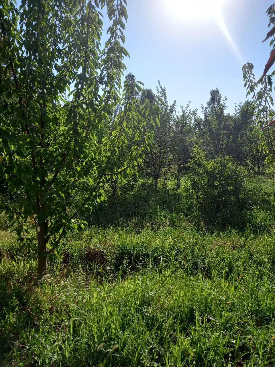 باغچه الوان|فروش دفتر صنعتی، کشاورزی، تجاری|انزل, |دیوار