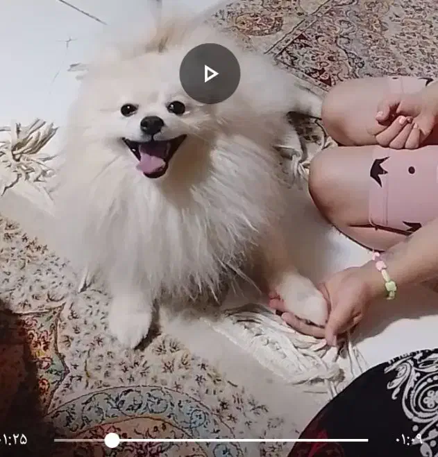 پامربو فیس عروسکی|سگ|فردیس, نگارستان|دیوار