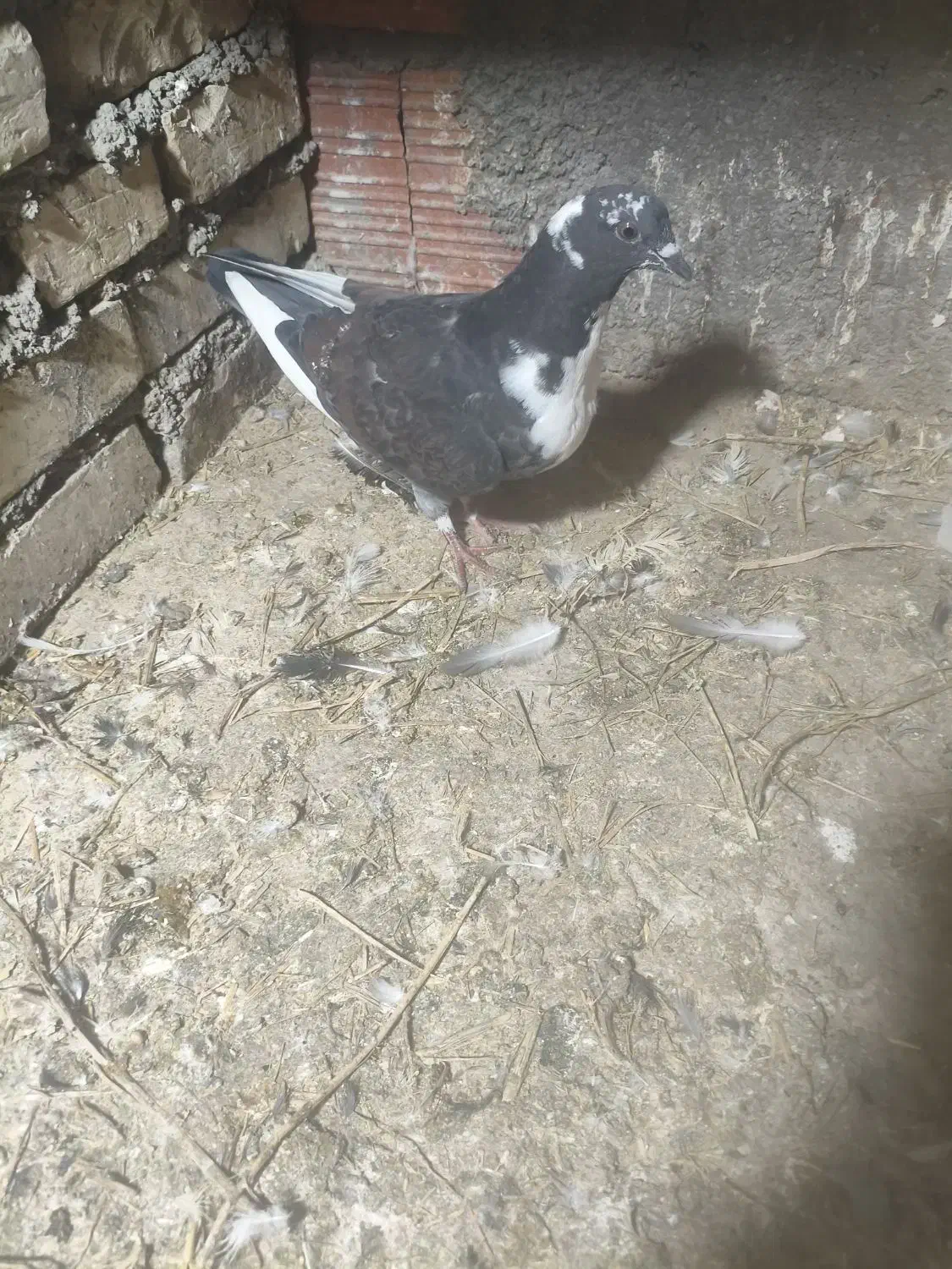 رنگی|پرنده|نگین شهر, |دیوار