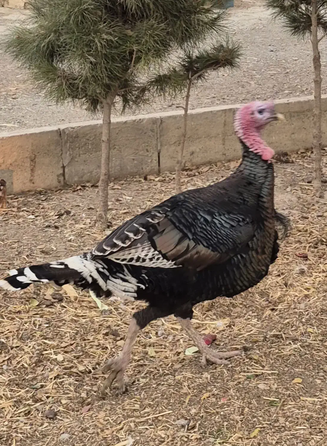 بوقلمون نر سنگین|حیوانات مزرعه|محمدشهر, محمدشهر|دیوار