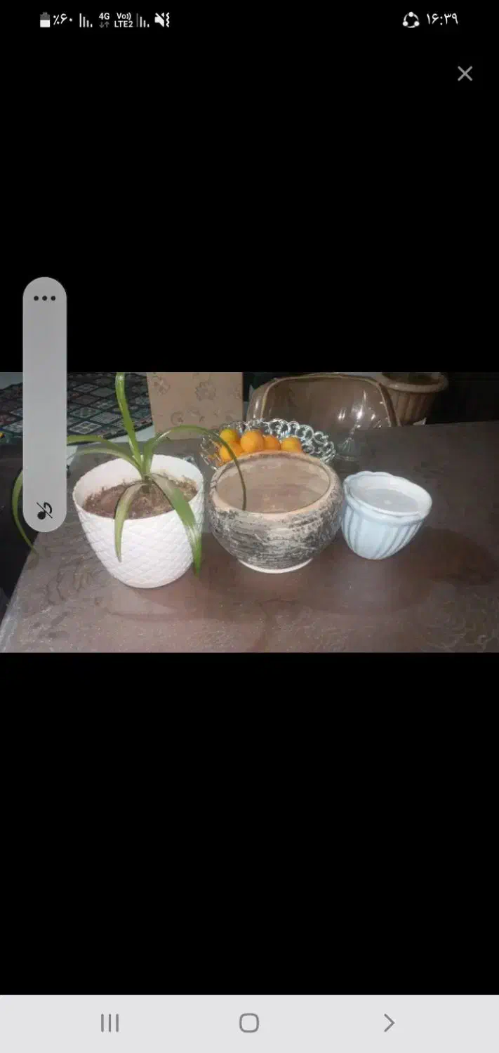 گل موزی|گل و گیاه طبیعی|جیرفت, |دیوار