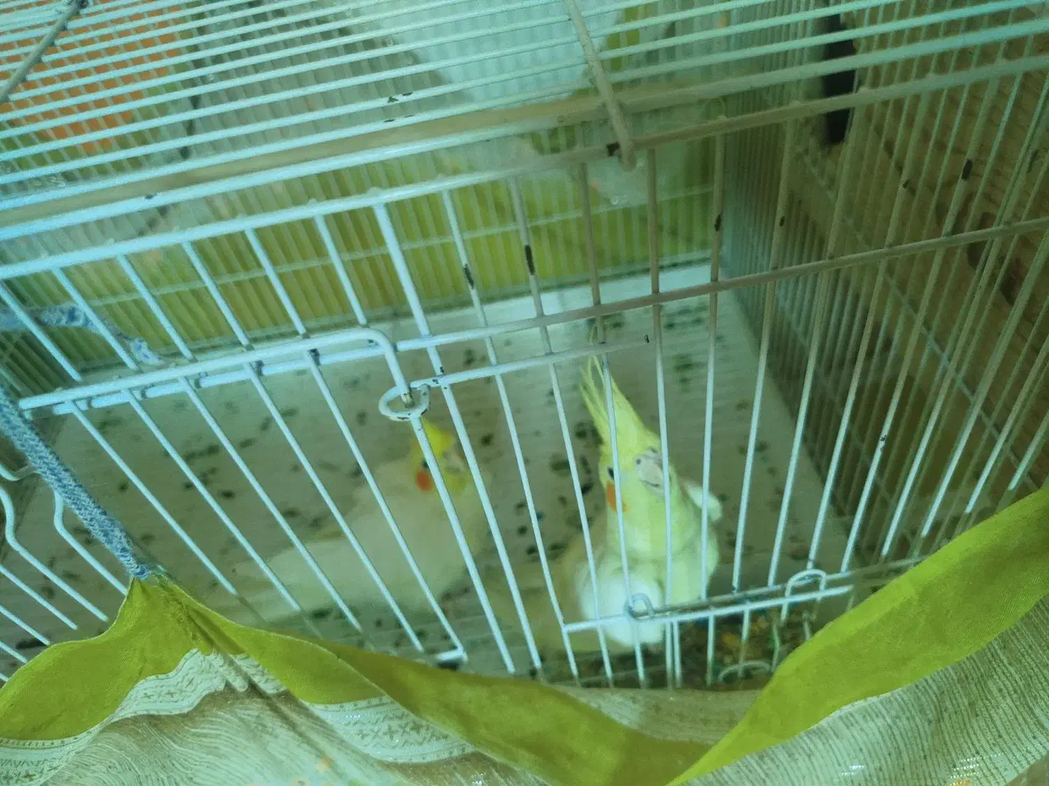 عروس هلندی|پرنده|بندرلنگه, |دیوار