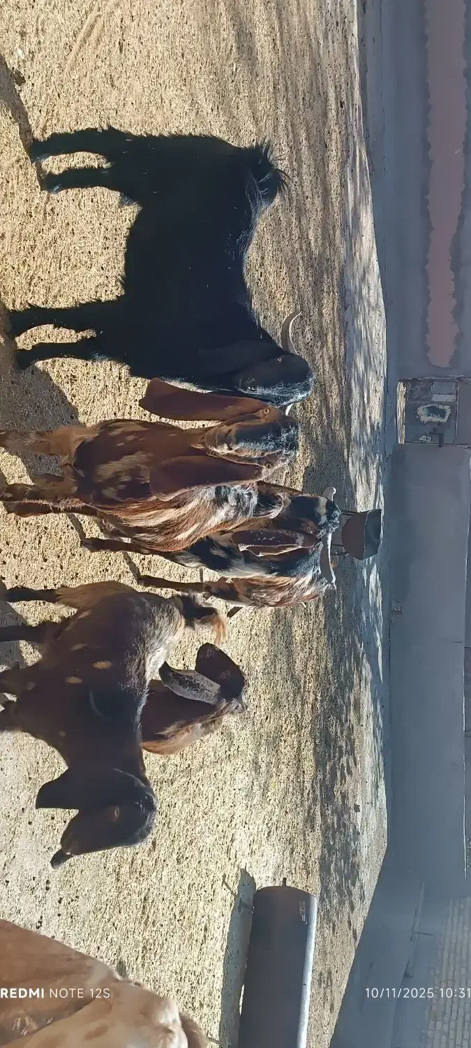 خرید بزغاله|حیوانات مزرعه|رادکان, |دیوار