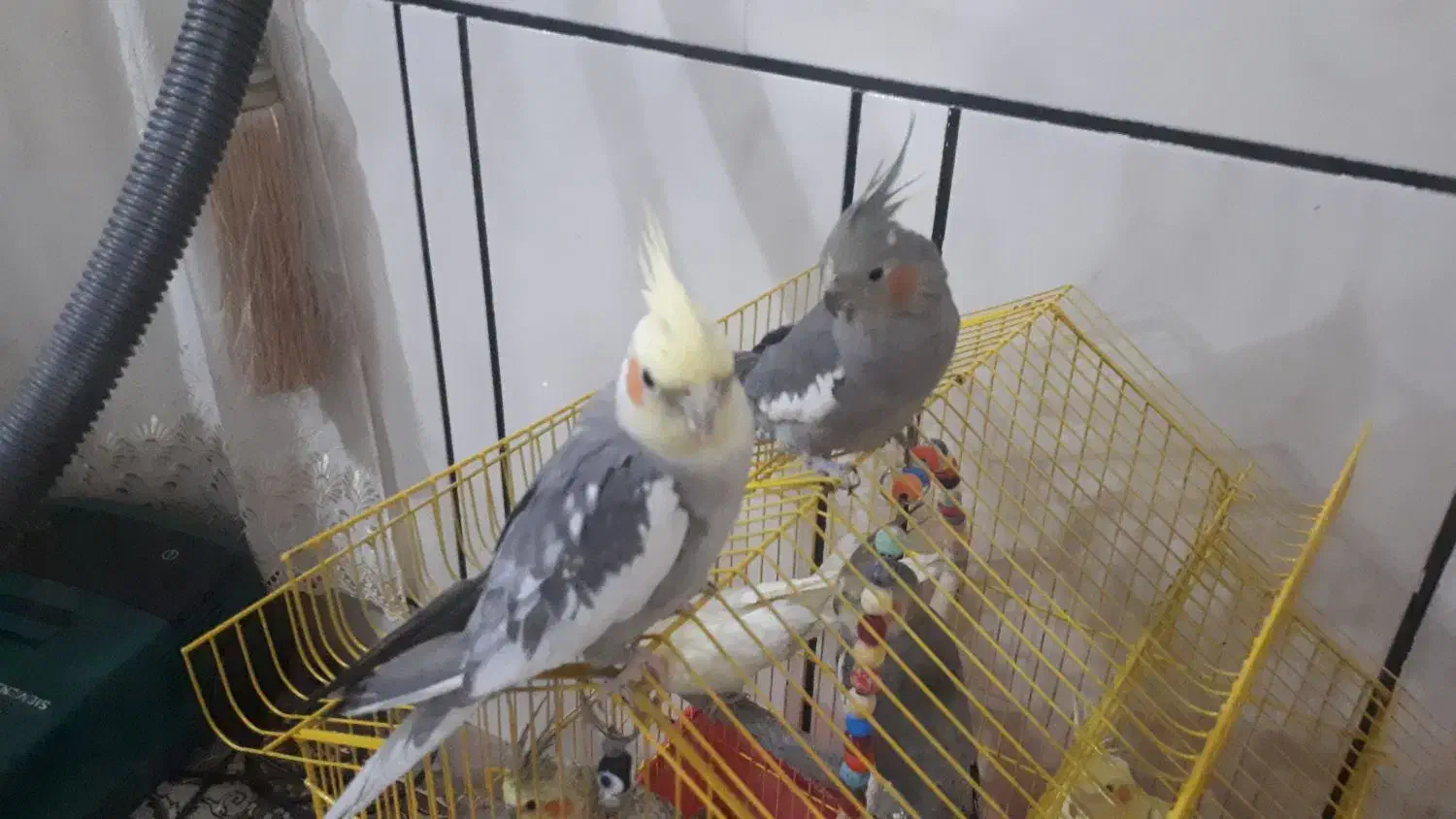 عروس هلندی مولد سخنگو|پرنده|شهرکرد, |دیوار