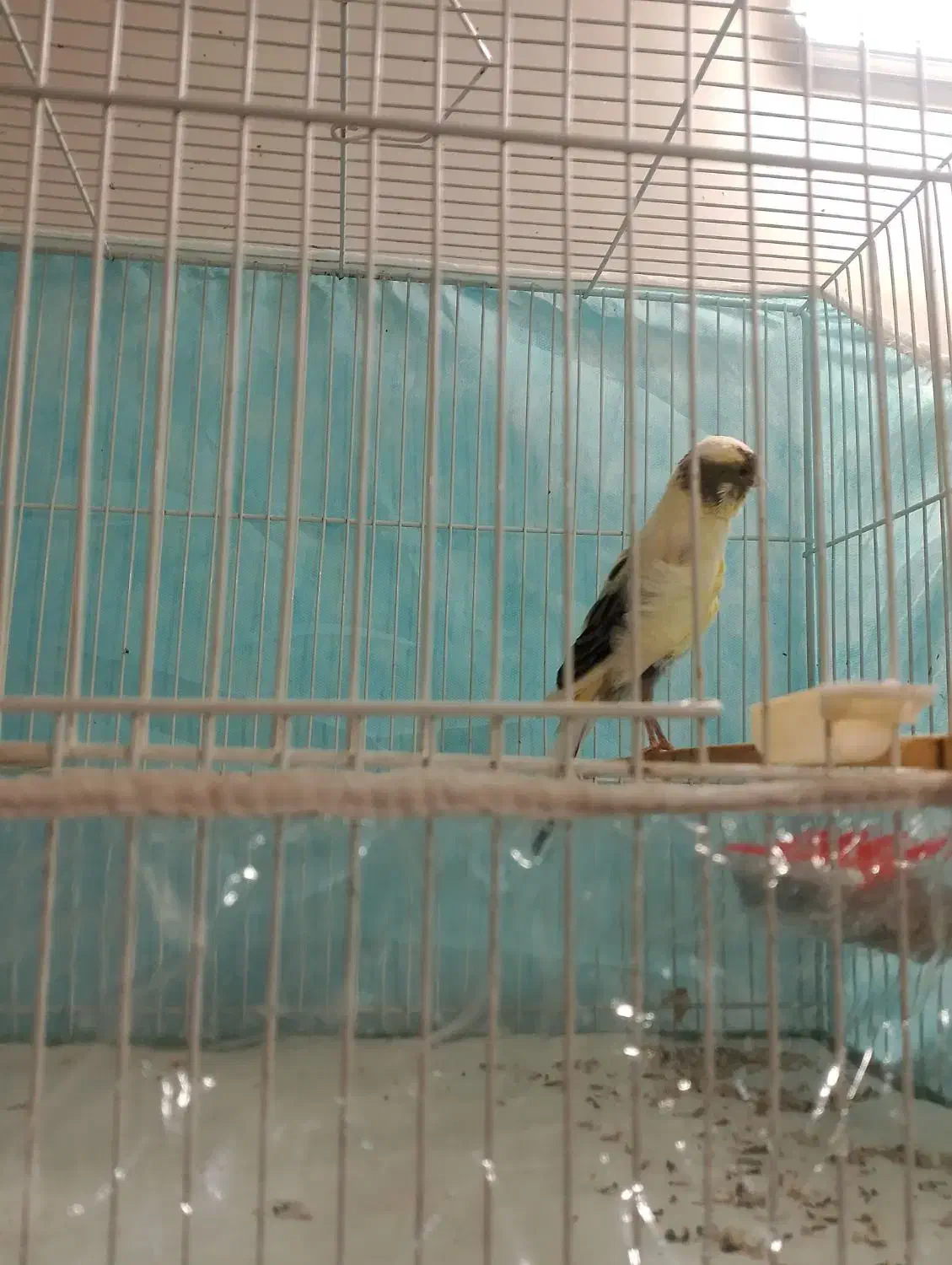 قناری ماده سوپری|پرنده|مشهد, بهمن|دیوار