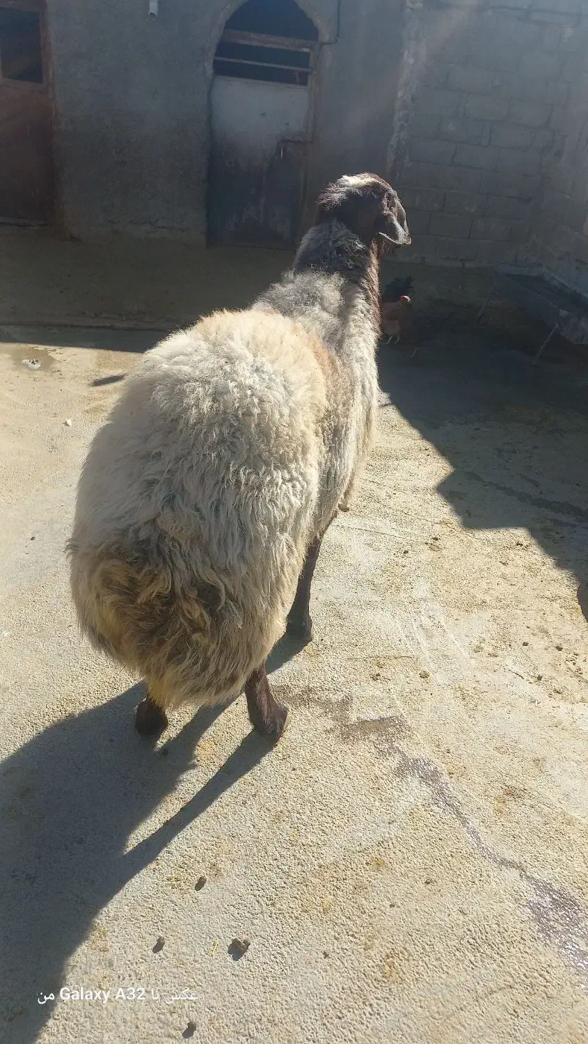 قوچ|حیوانات مزرعه|بیلوار, |دیوار