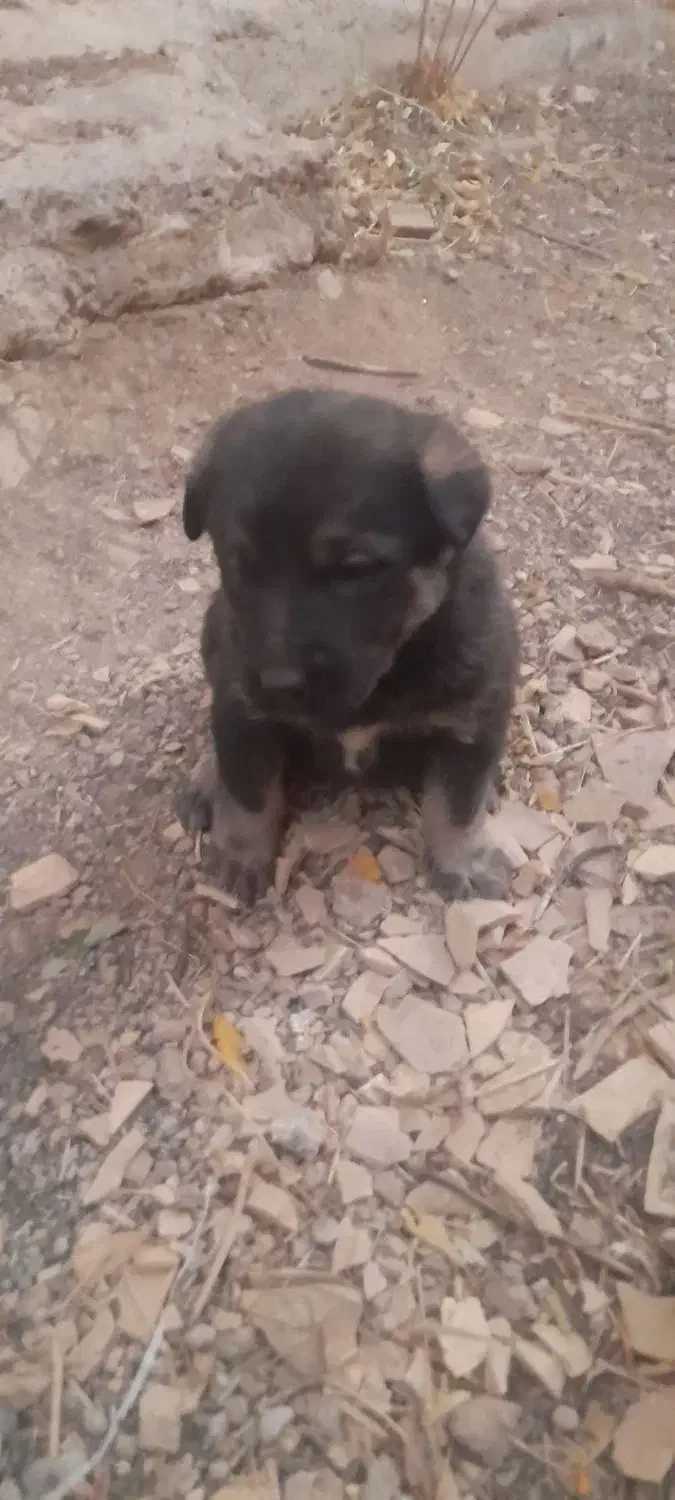 توله های سگ قدرجونی نروماده|سگ|قزوین, |دیوار