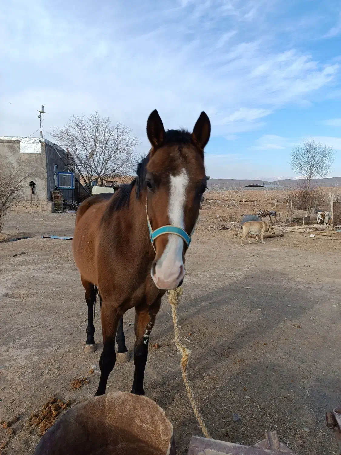 اسب|اسب و تجهیزات اسبسواری|جوین, |دیوار