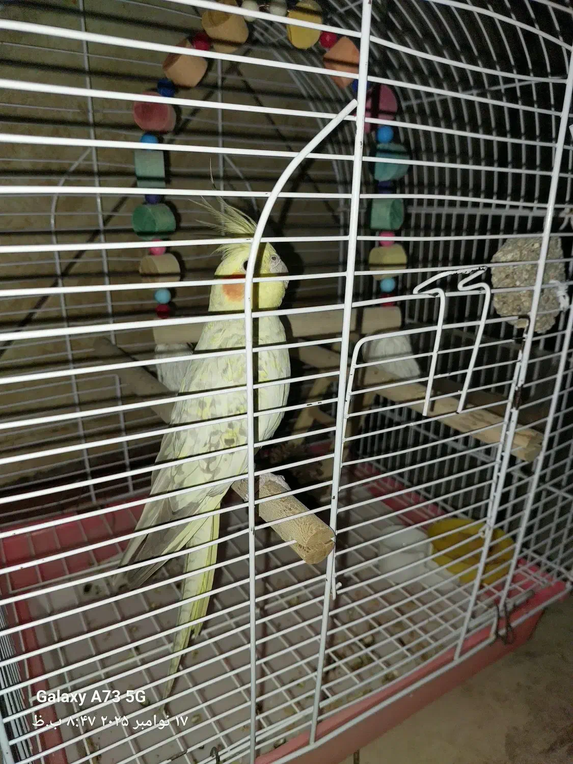 طوطی عروس|پرنده|محمدیه-قزوین, |دیوار