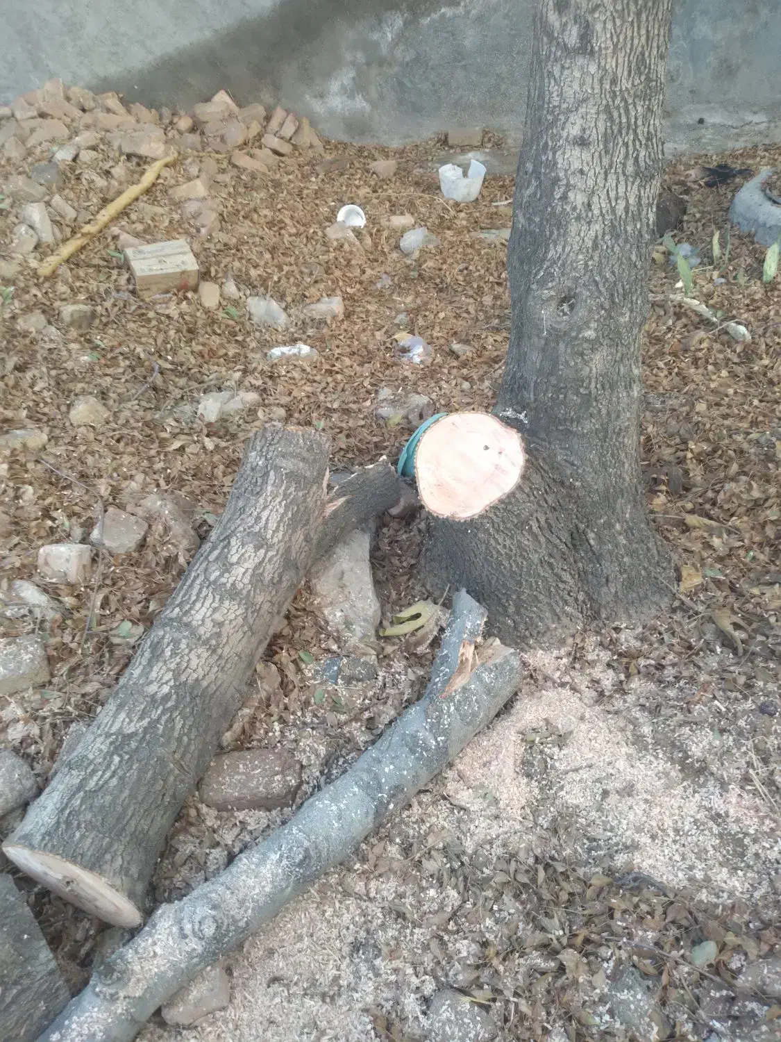 خریدارانواع درختان خشک ومزاحم تسویه نقدی سرباسکول|خدمات باغبانی و درختکاری|کوهدشت, |دیوار