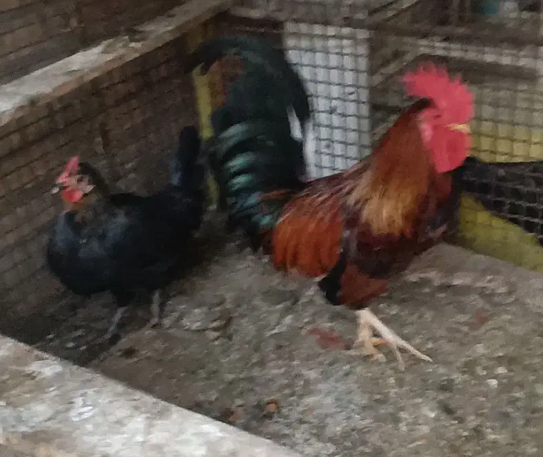 مرغ و خروس اصیل تخم گذار|حیوانات مزرعه|بندر امام خمینی, |دیوار