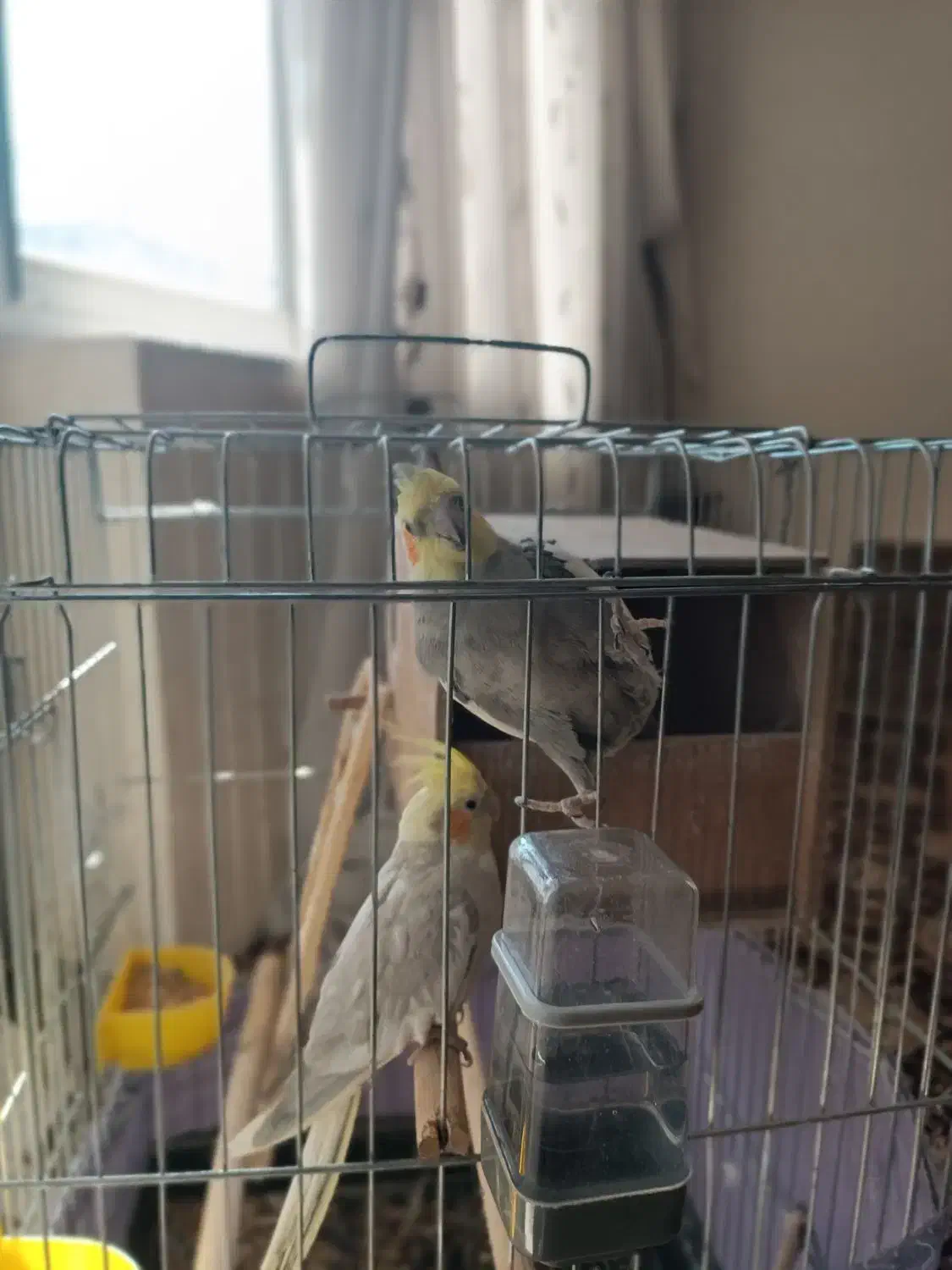 طوطی عروس هلندی|پرنده|هشتگرد, قاسم آباد بزرگ|دیوار