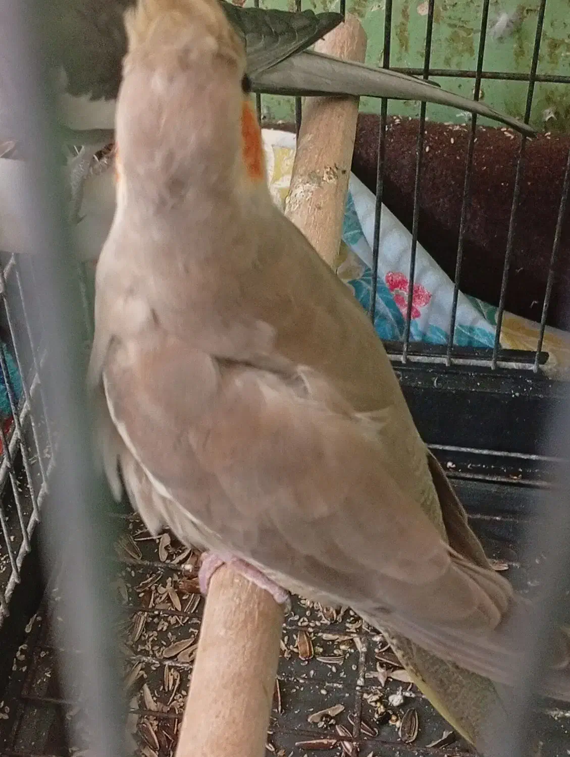 فروش ومعاوض|پرنده|بندرعباس, |دیوار