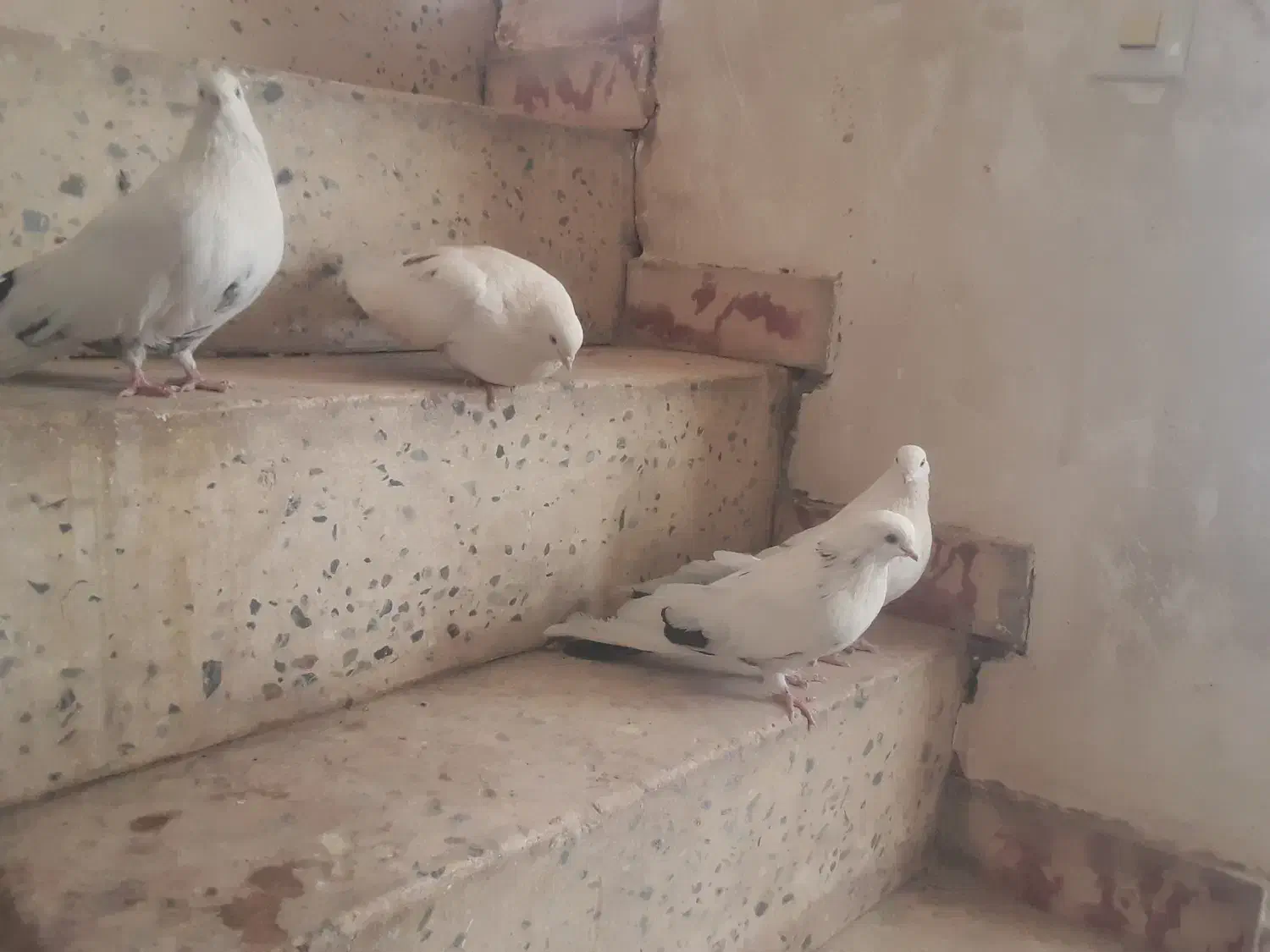 کبوتر|پرنده|بیجار, |دیوار