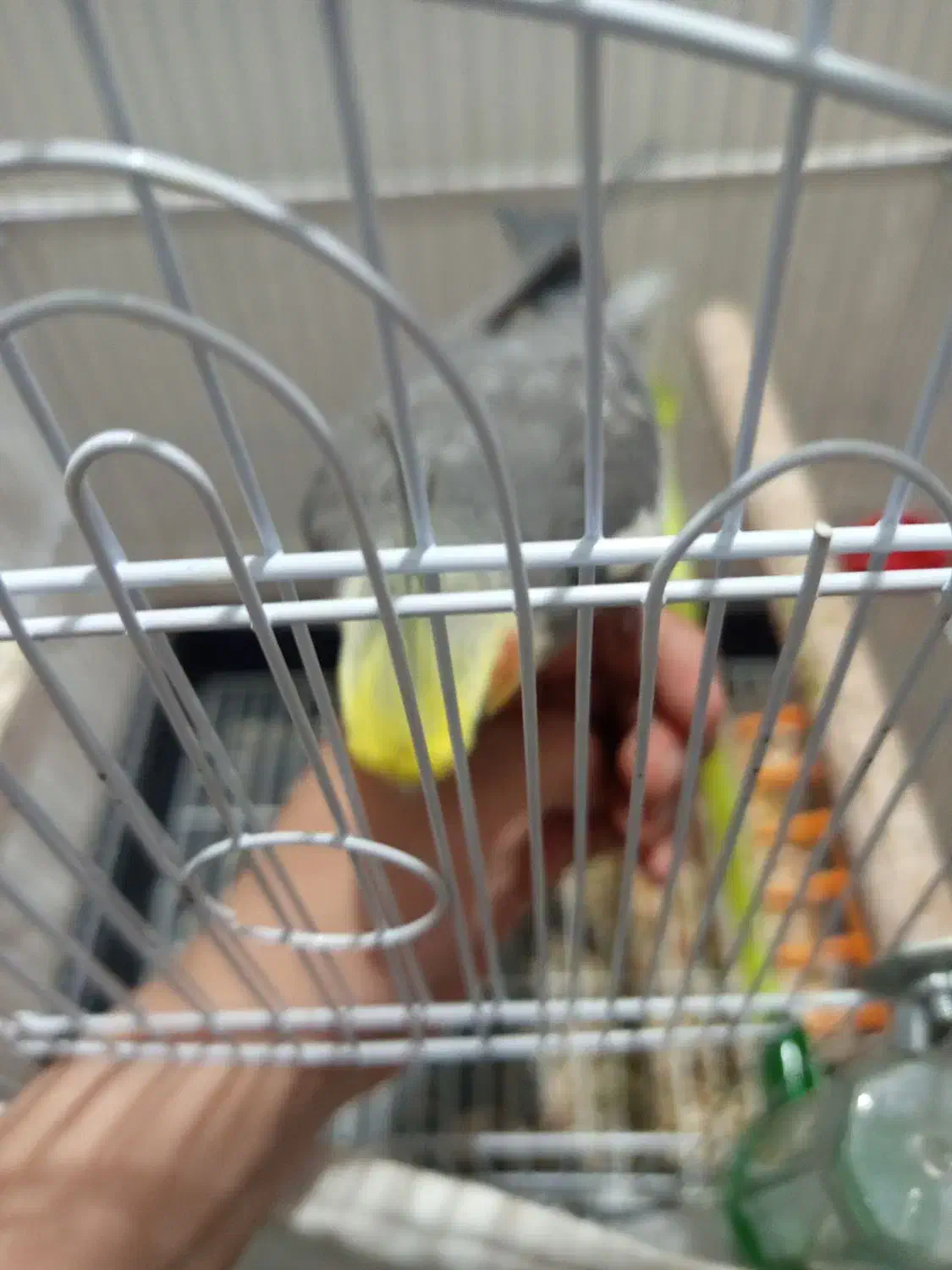 عروس هلندی رام دستی|پرنده|رویان, |دیوار