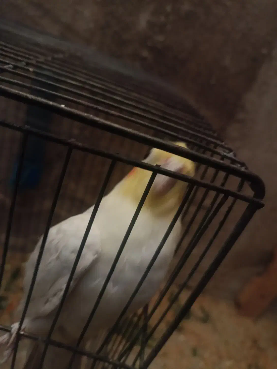 عروس هلندی لوتینو|پرنده|میاندوآب, |دیوار