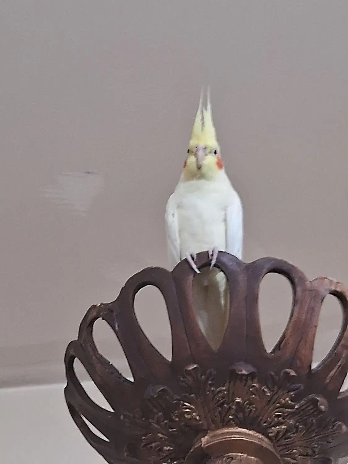 گمشدن دوعددعروس هلندی|حیوانات|شهرکرد, |دیوار