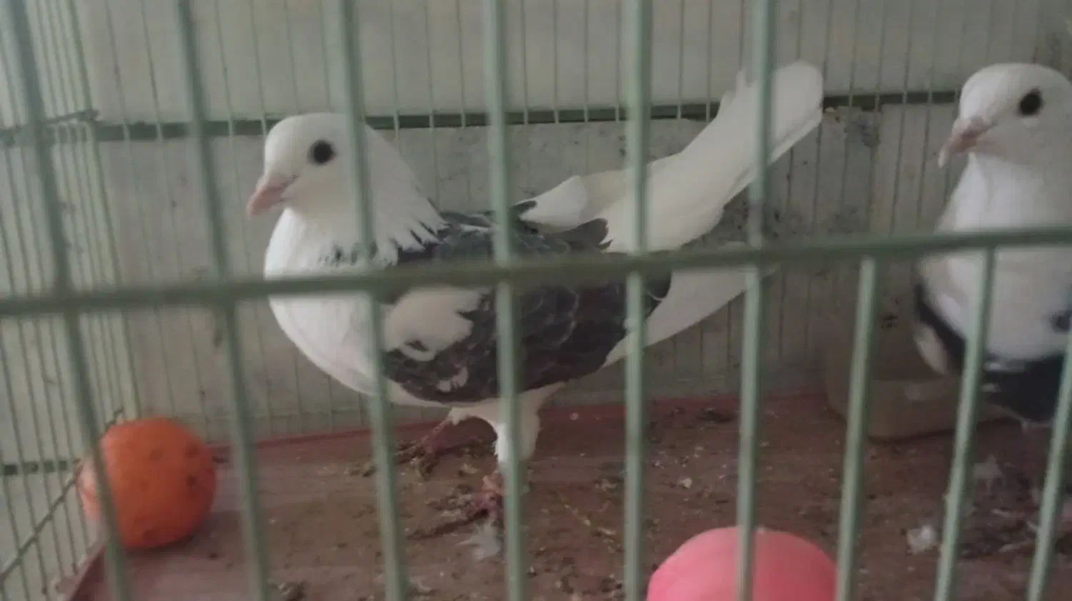 کبوتر|پرنده|شاهین‌شهر, شهرک ردانی پور|دیوار