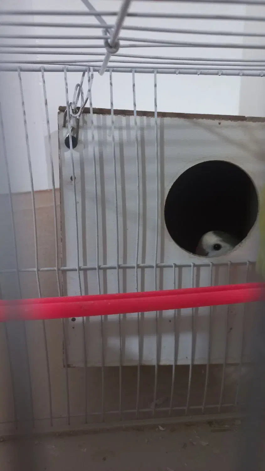 جفت کوتوله|پرنده|مشهد, بهاران|دیوار