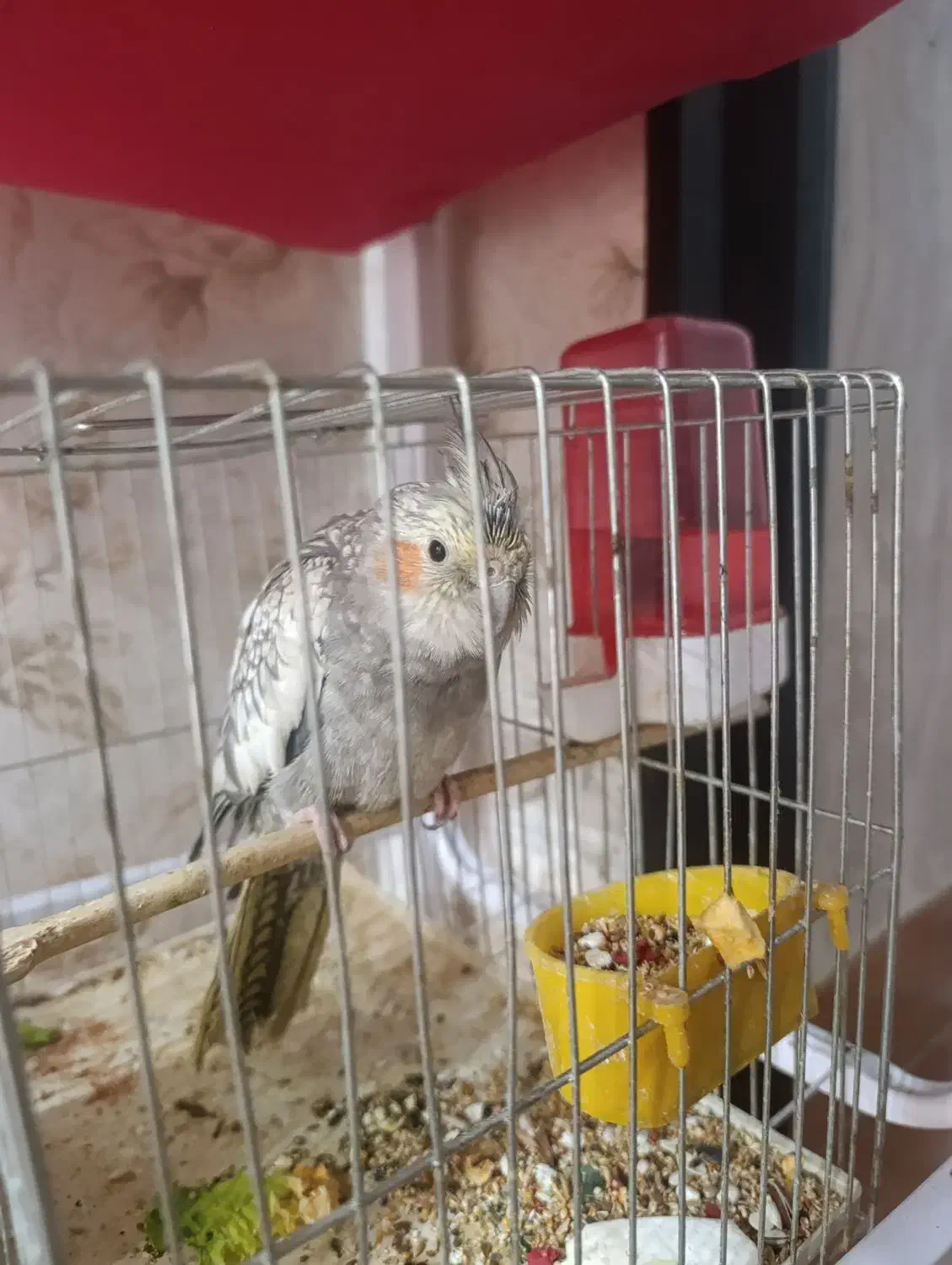 عروس هلندی خوشگل|پرنده|ارومیه, |دیوار