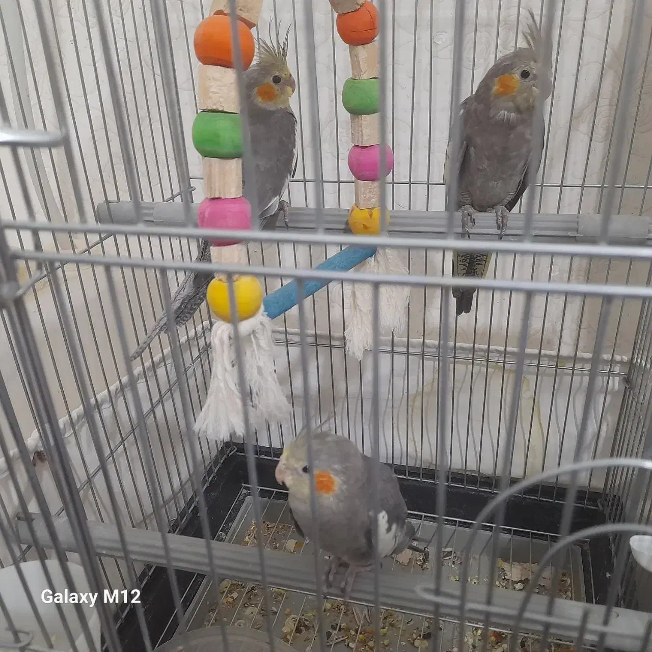 جوجه ی نر فروخته شد یک ماده هست برای فروش|پرنده|دلیجان, |دیوار