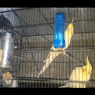 فروش جفت عروس هلندی مولد|پرنده|سیرجان, |دیوار