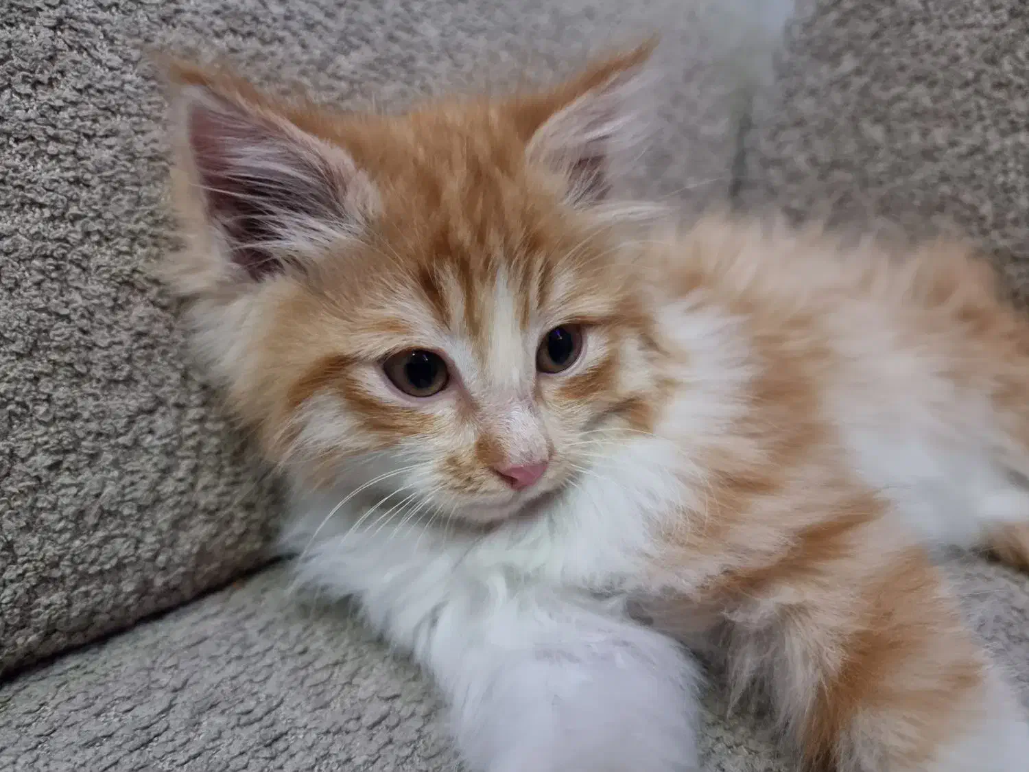 واگذاری گربه|گربه|تبریز, |دیوار