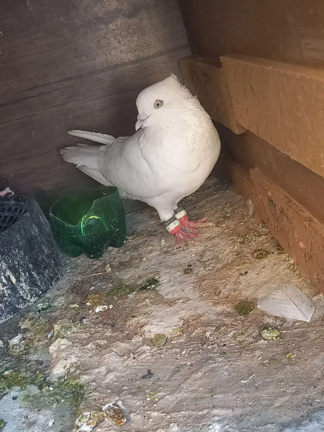 کبوتر|پرنده|دهلران, |دیوار