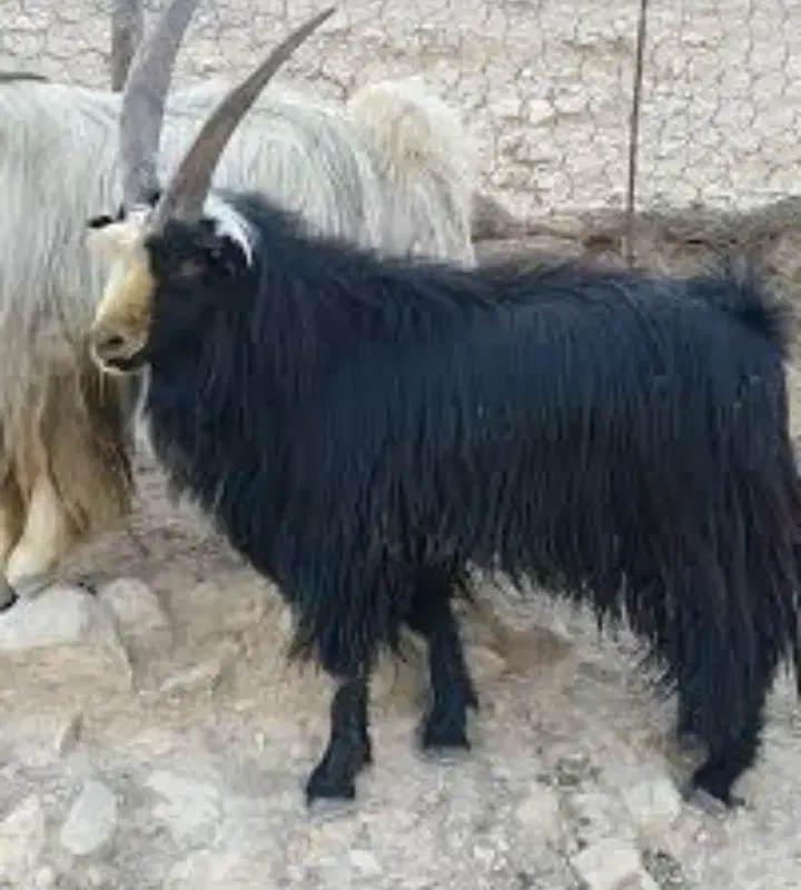 بز فروشی|حیوانات مزرعه|مرودشت, کناره|دیوار