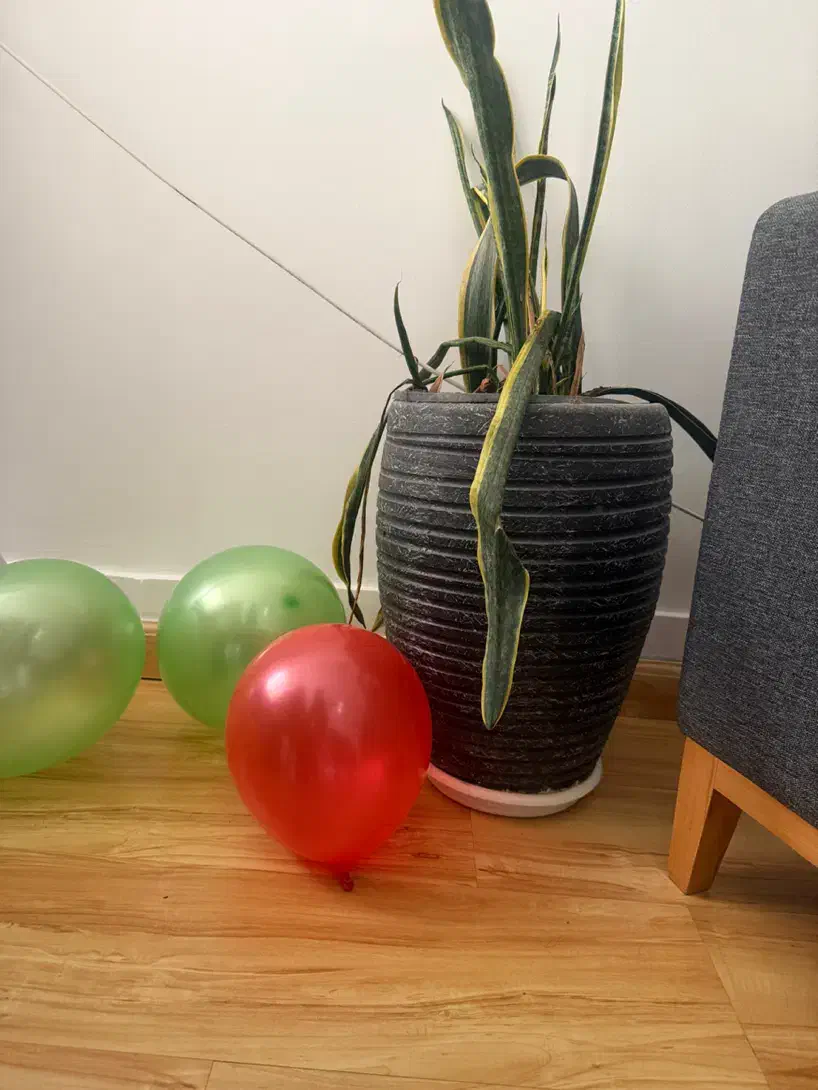 گلدان|گل و گیاه طبیعی|مشهد, وکیل‌آباد|دیوار