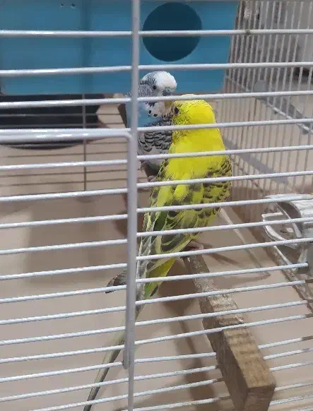 مرغ عشق|پرنده|تهران, یافت‌آباد|دیوار