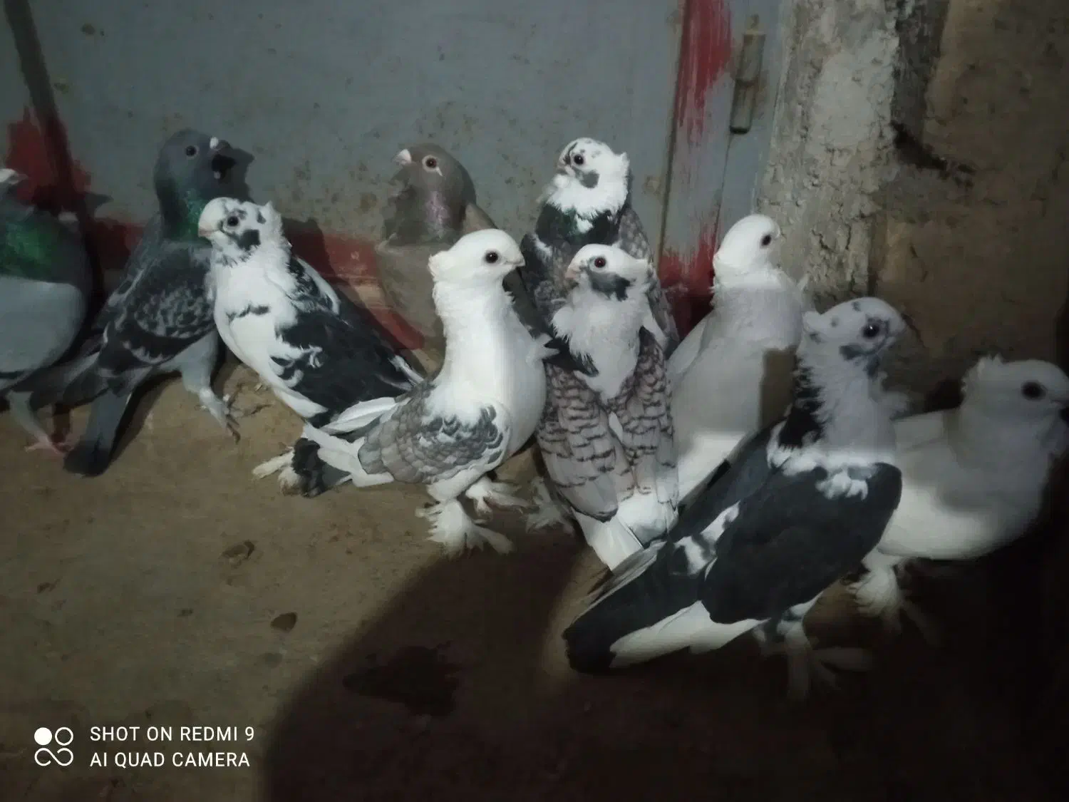 10 عدد کبوتر بلژیکی اصل طاووسی|پرنده|گنبد کاووس, |دیوار