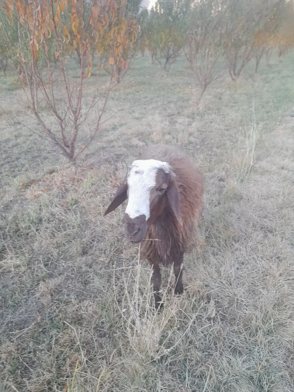 قوچ یا همون ورن|حیوانات مزرعه|بیستون, |دیوار