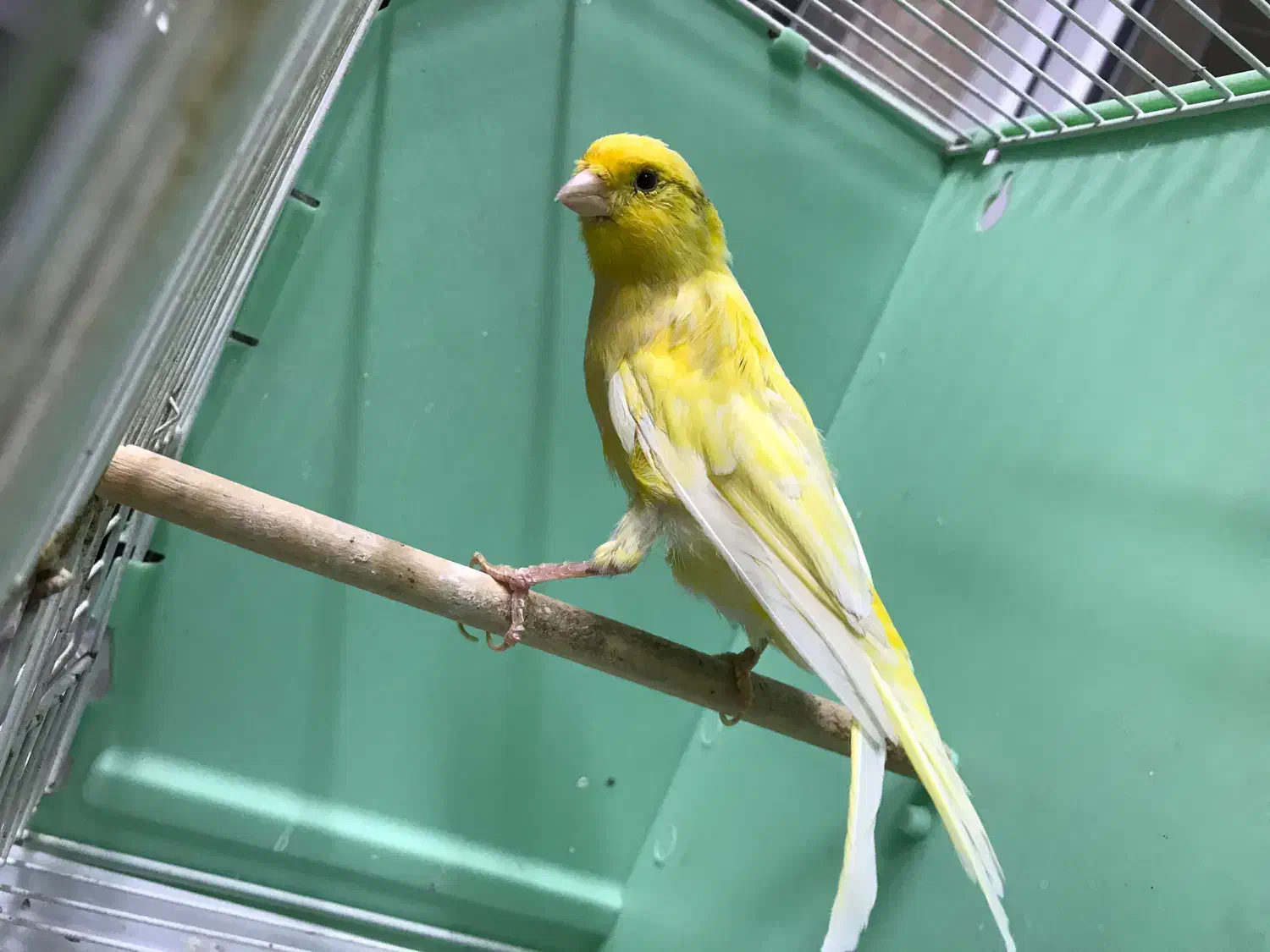 قناری نر بخوان|پرنده|اردبیل, |دیوار