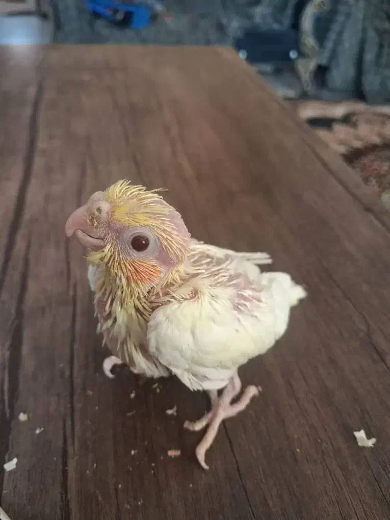 جوجه سرلاکی عروس هلندی|پرنده|صدرا-فارس, فاز ۱|دیوار