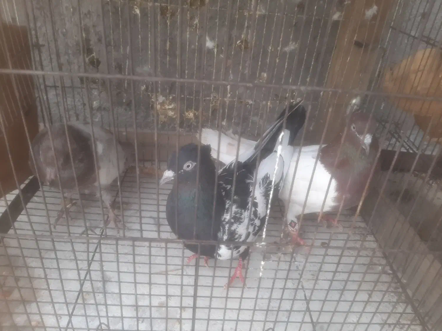 ۲ جفت کفتر|پرنده|دزفول, |دیوار