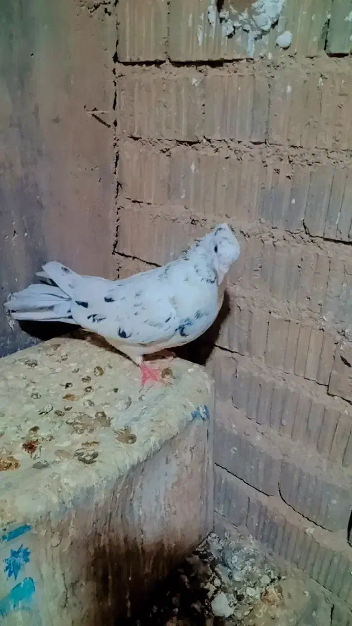 کفتر|پرنده|ارسنجان, |دیوار