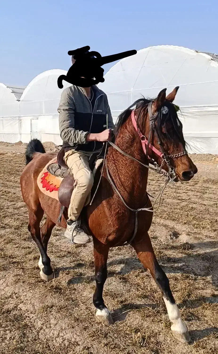 اسب|اسب و تجهیزات اسب‌سواری|تهران, مولوی|دیوار