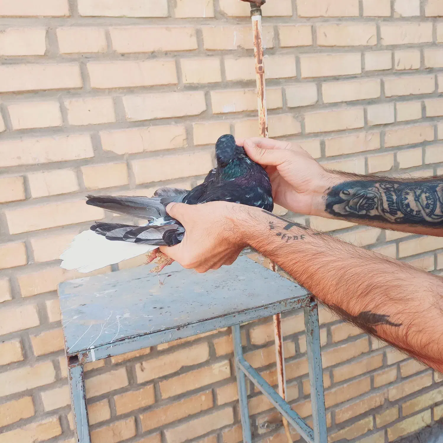 کوهی دم سفید نر|پرنده|کارون, |دیوار