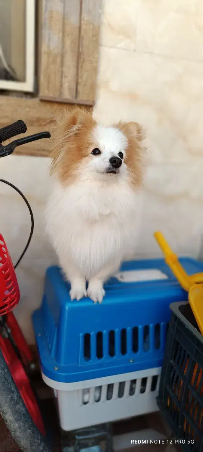 فروش سگ پامر روباهی نر|سگ|علیآباد کتول, |دیوار