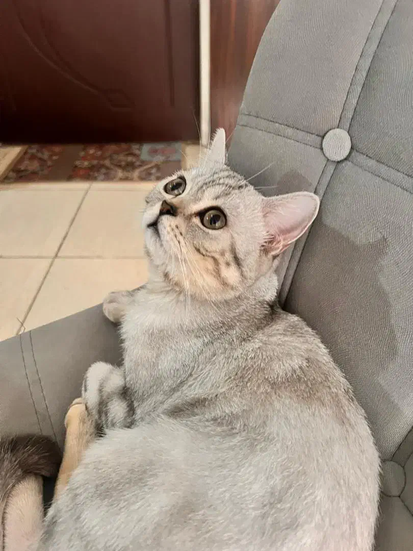 گربه اسکاتیش اصیل|گربه|کرج, اسدآباد|دیوار