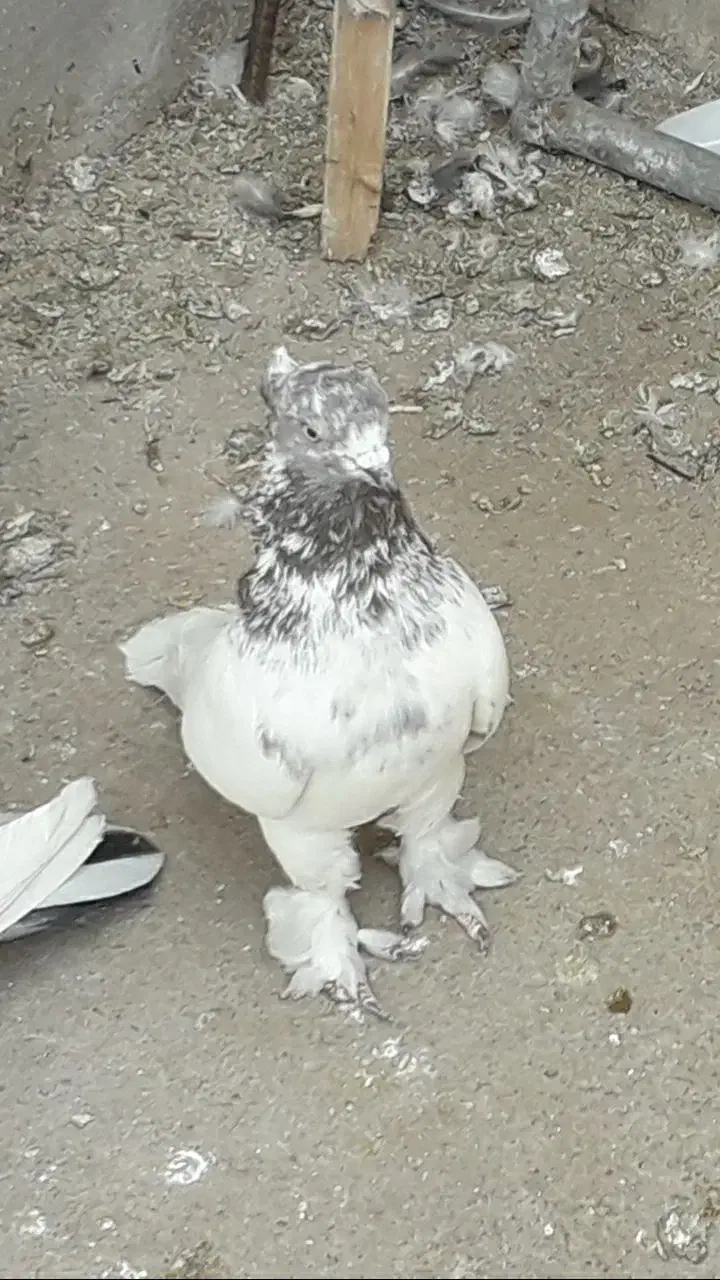 کفتر پرشی|پرنده|قم, شهرک امام حسین|دیوار