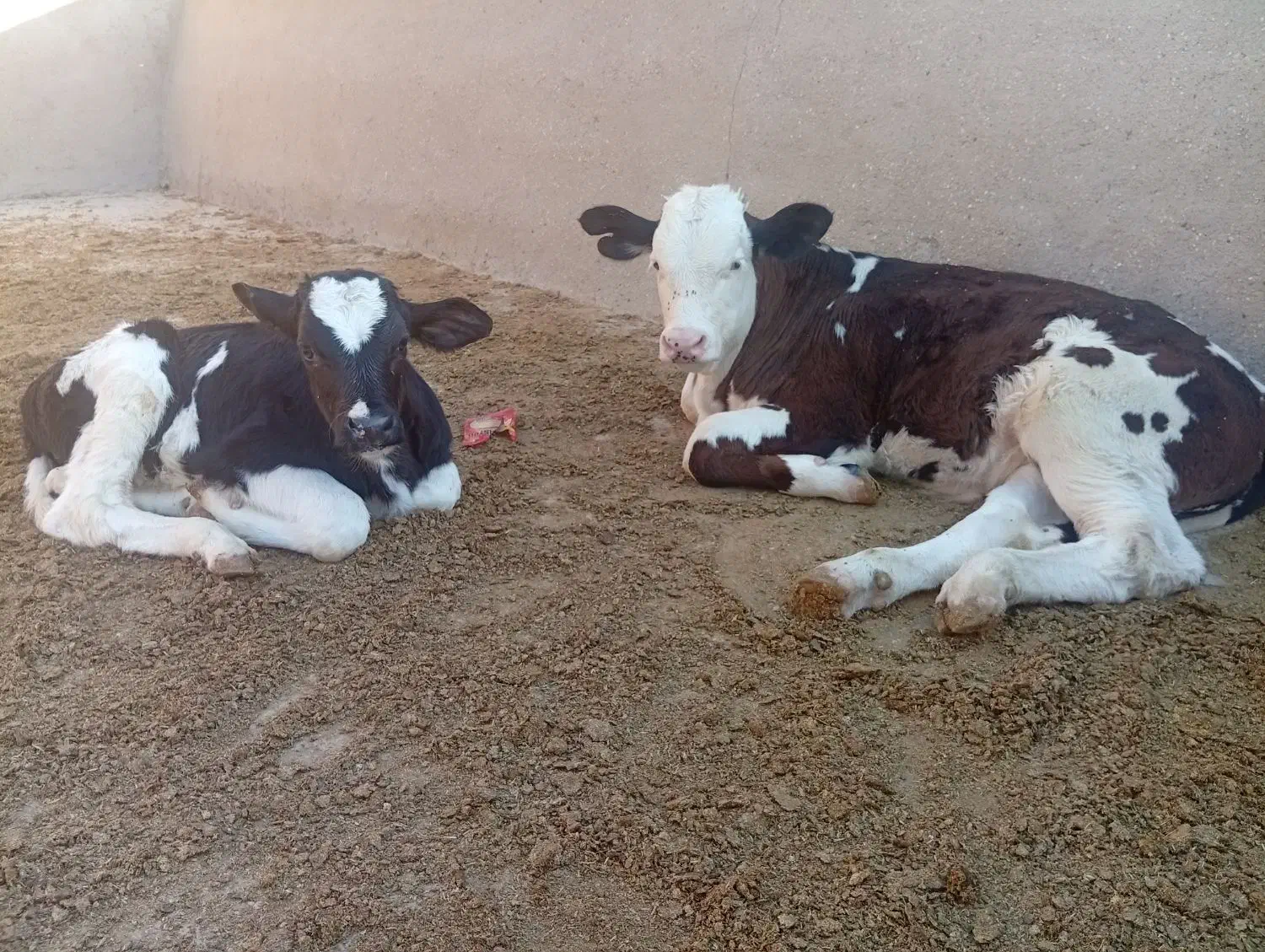 گوساله|حیوانات مزرعه|مسجد سلیمان, |دیوار