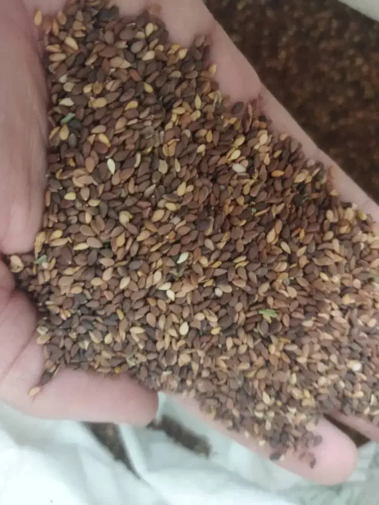 کنجد تمیز ودرجه یک|خوردنی و آشامیدنی|رامشیر, |دیوار