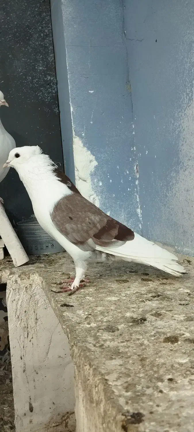 شازده|پرنده|قم, یزدان‌شهر|دیوار