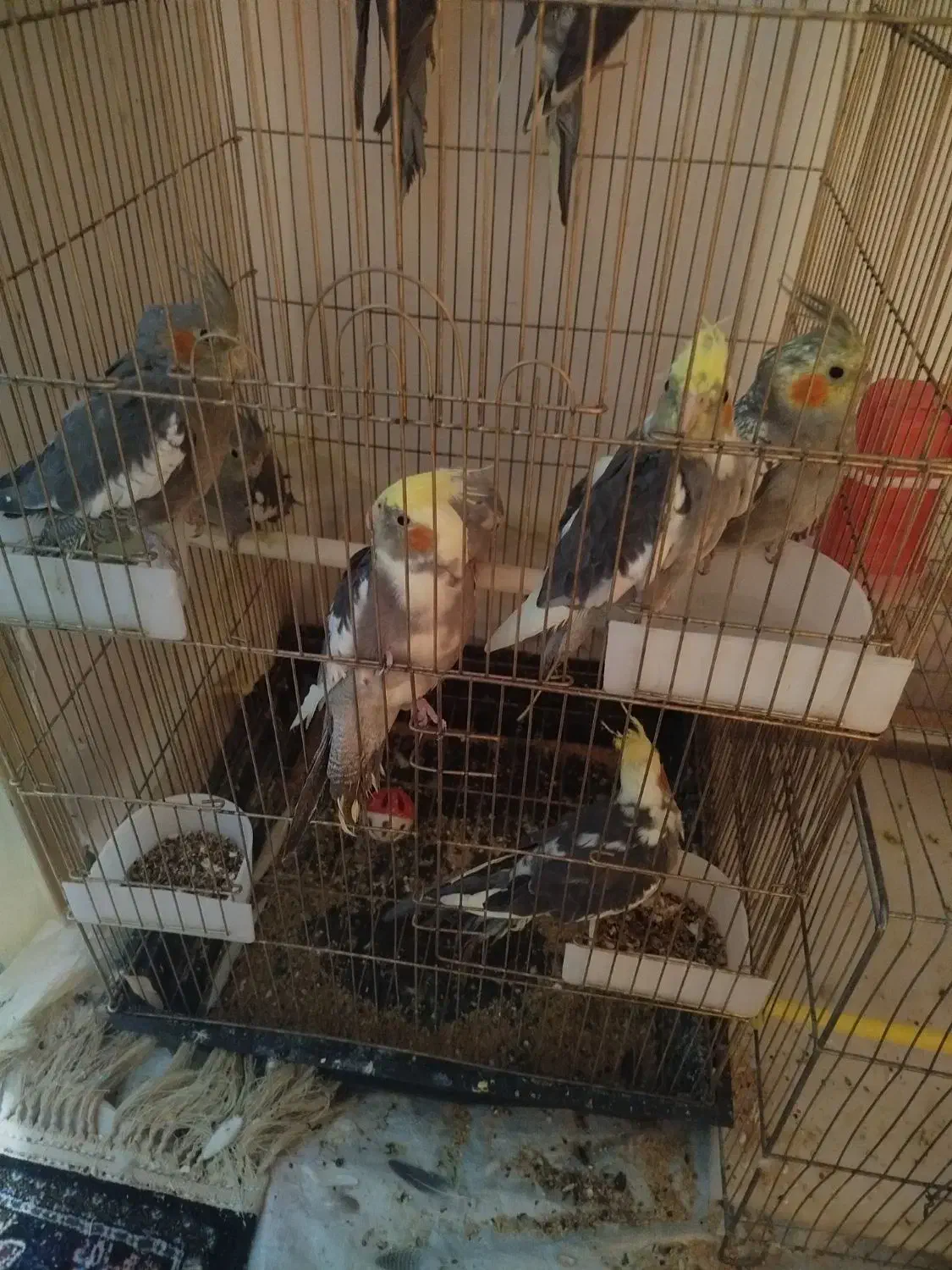 11 عدد عروس هلندی|پرنده|توکهور, |دیوار