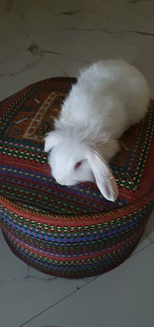 خرگوش لوپ|موش و خرگوش|تهران, دروس|دیوار