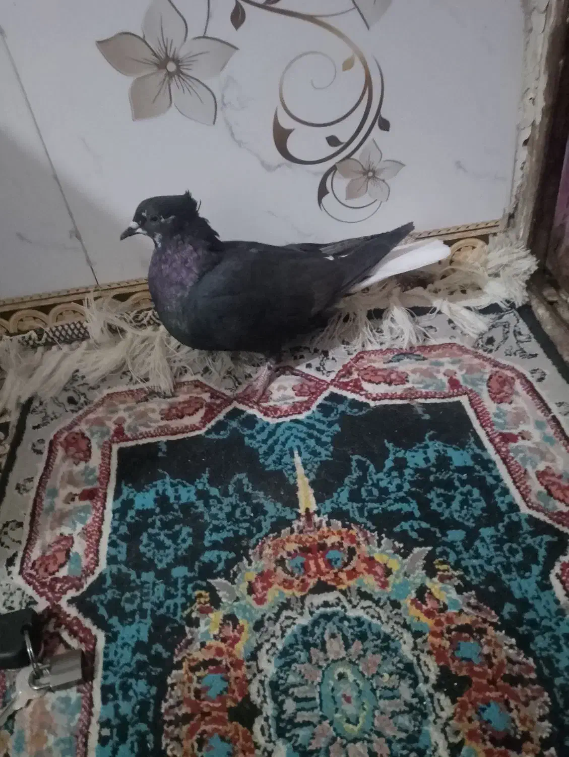 ماده زاغ دم سفید|پرنده|بروجرد, |دیوار