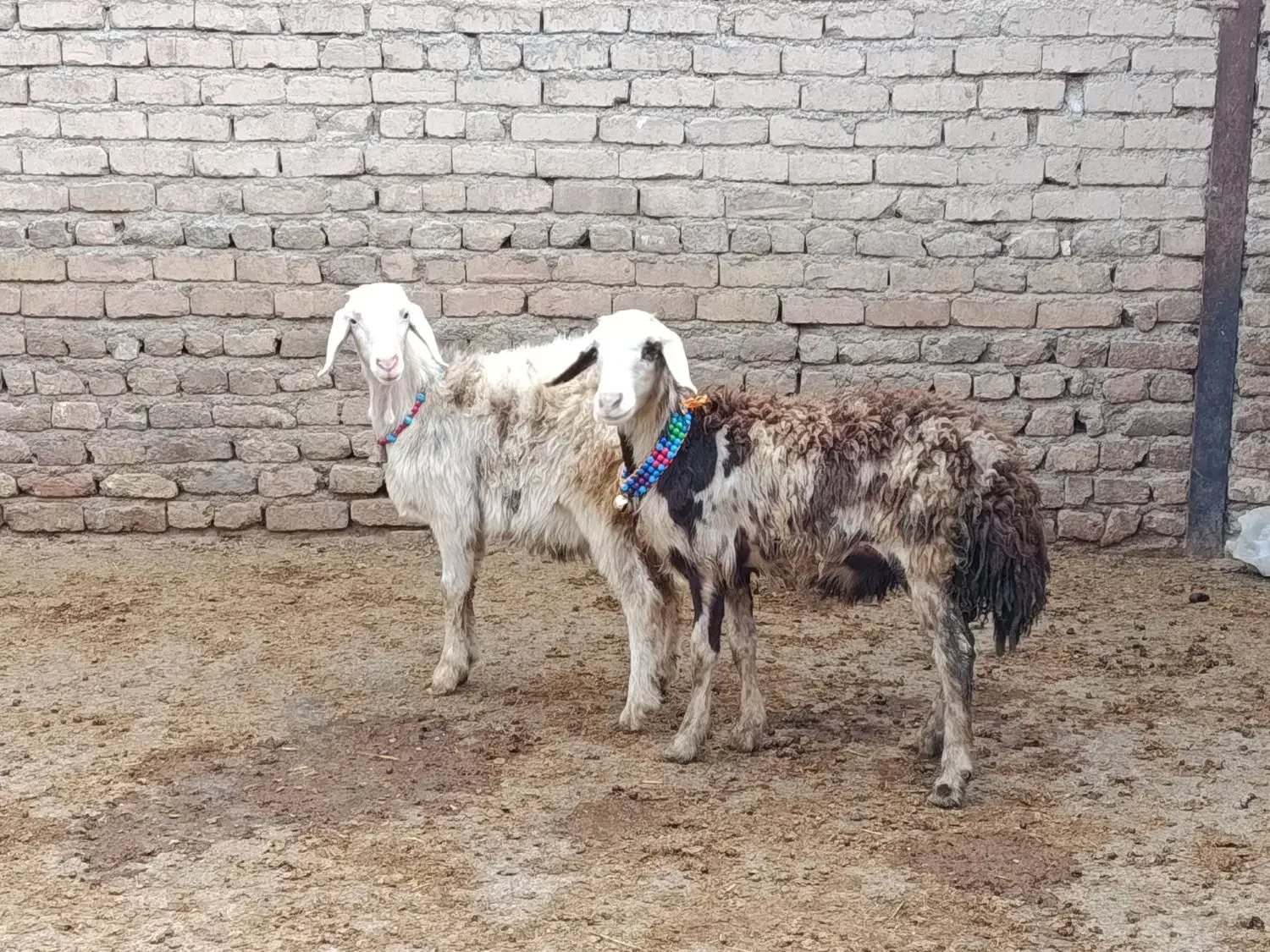 افشاری پلنگی|حیوانات مزرعه|دورود, |دیوار