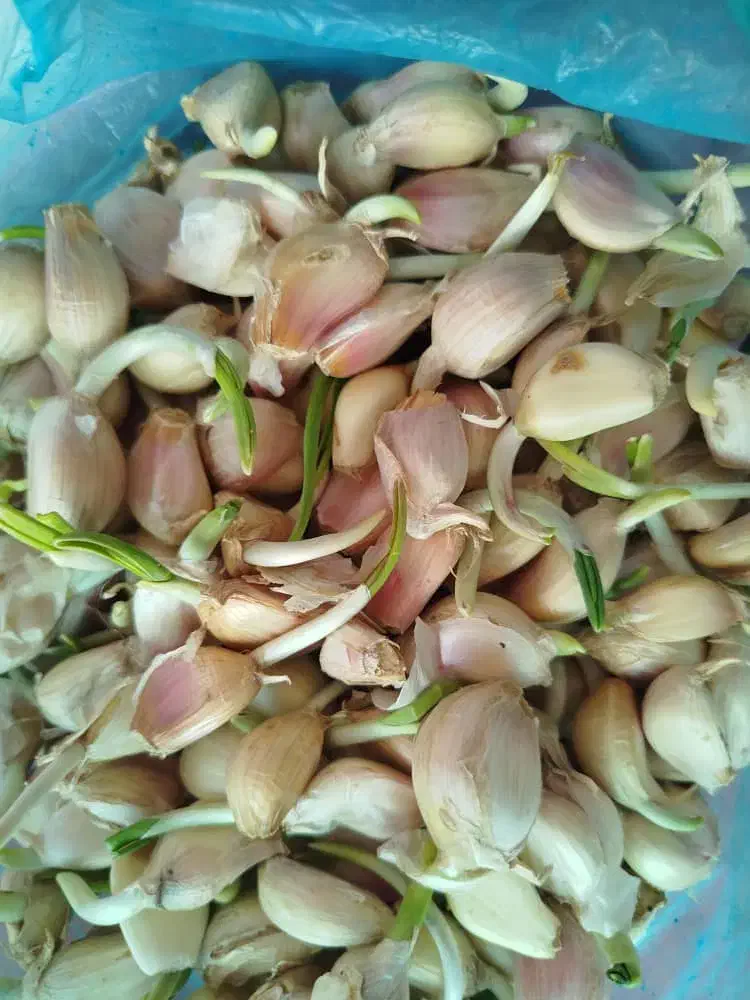 فروش سیر محلی|عمده‌فروشی|رودسر, |دیوار